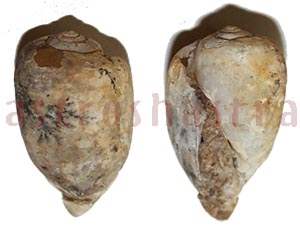 Heera Shankh 0227 37